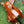 Labhairs Ginger Orange | Transparent Lace| 13x4 Lace Front | 180% Density Apparel & Accessories > Clothing Accessories > Hair Accessories > Wigs > Lace Front Bob Wig LABHAIRS? 